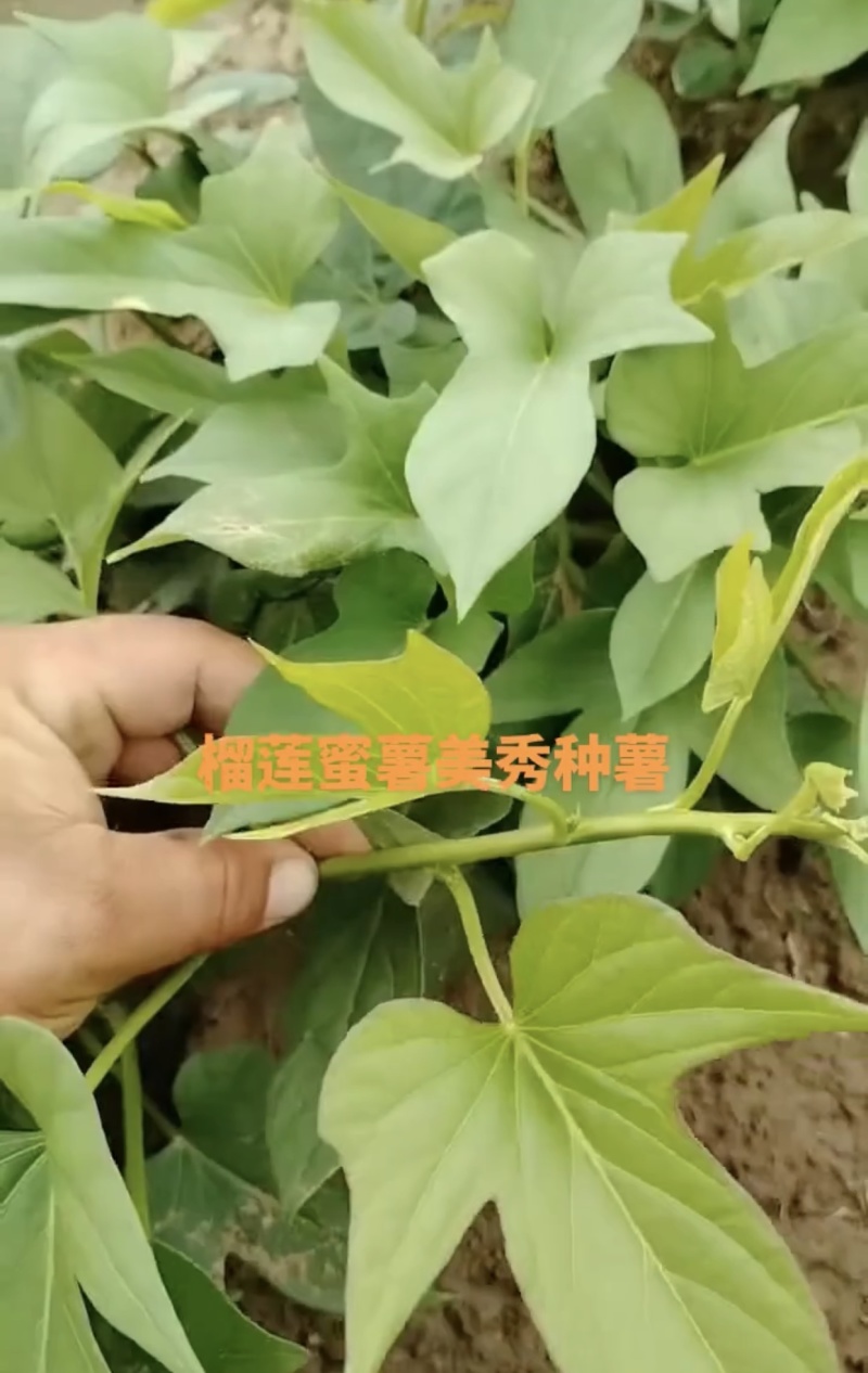 榴莲美秀，丝滑，西瓜红，西露库，慕菲勒，太紫一号，红东，