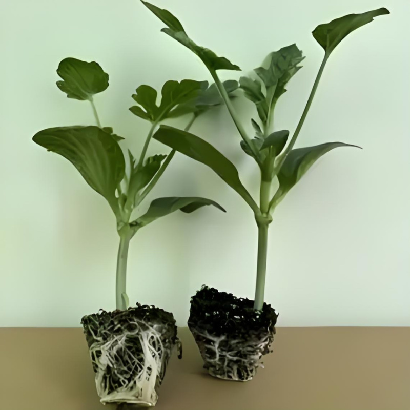 嫁接全美2K礼品西瓜苗，二叶一芯，薄皮大红瓤，条带清晰