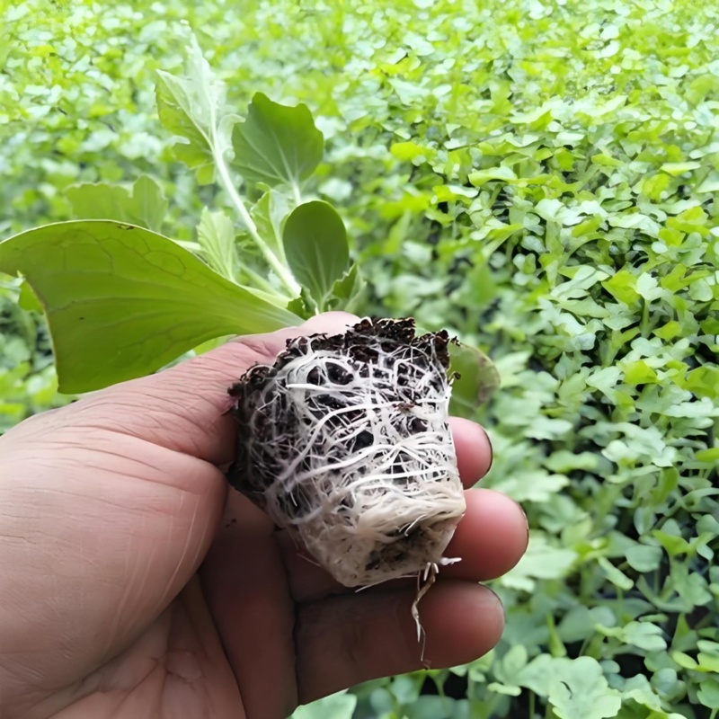 嫁接全美2K礼品西瓜苗，二叶一芯，薄皮大红瓤，条带清晰