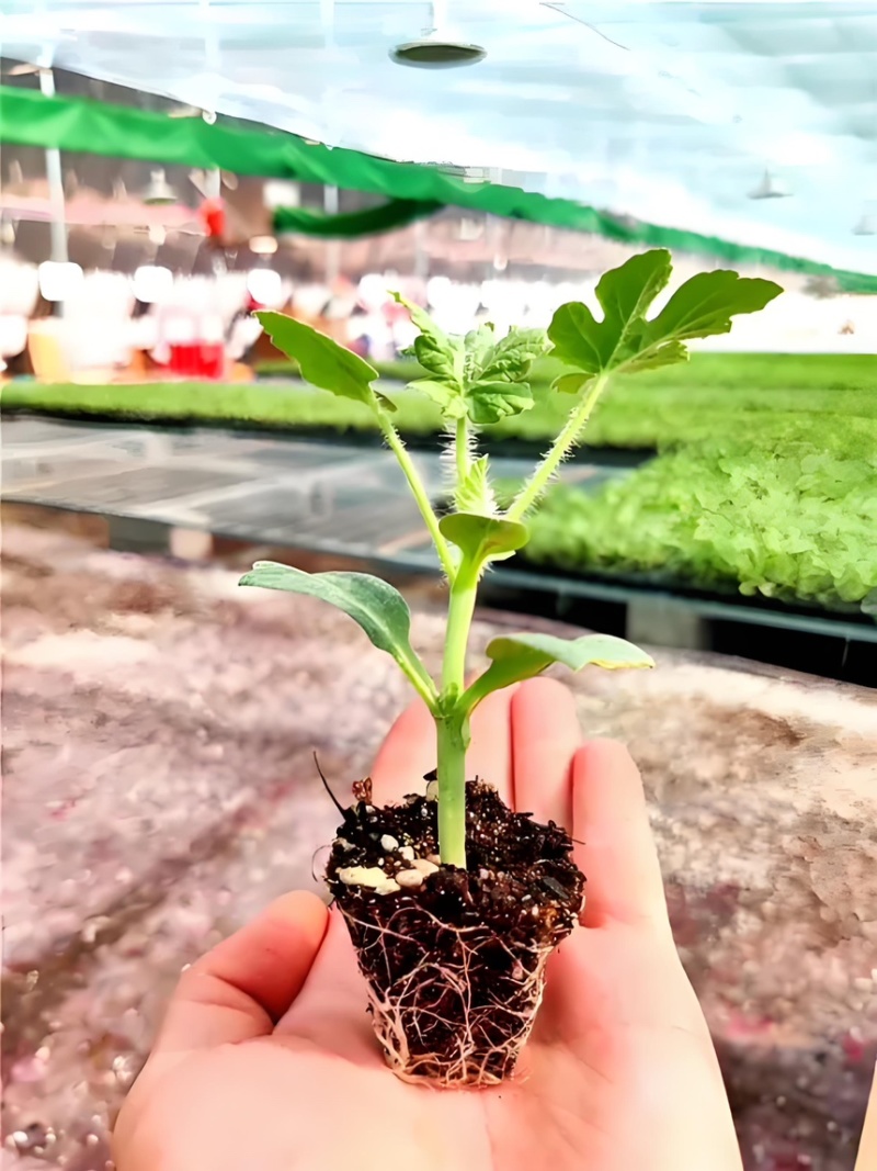 嫁接全美2K礼品西瓜苗，二叶一芯，薄皮大红瓤，条带清晰