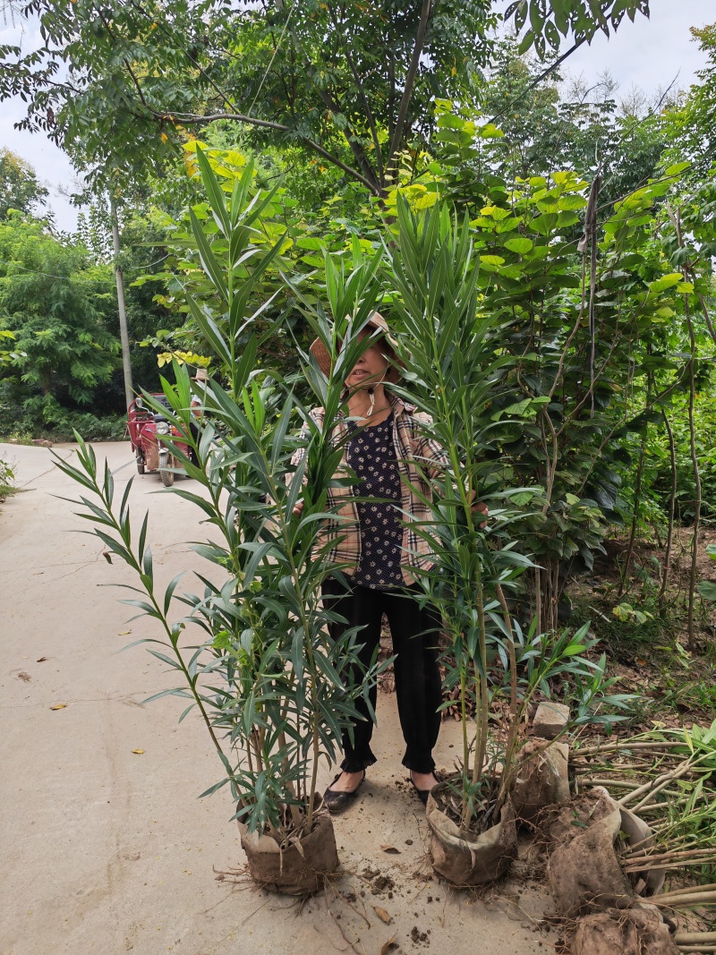 无纺布大桶夹竹桃