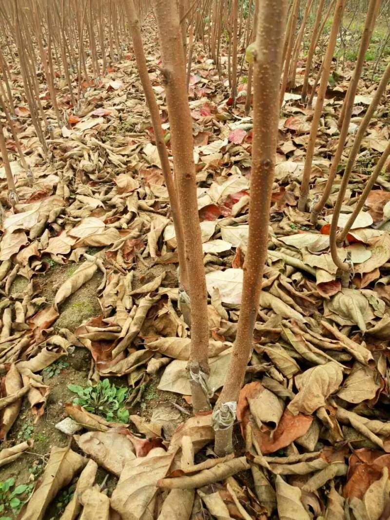 嫁接脆甜柿子苗柿子树苗次郎甜柿阳丰甜柿子苗