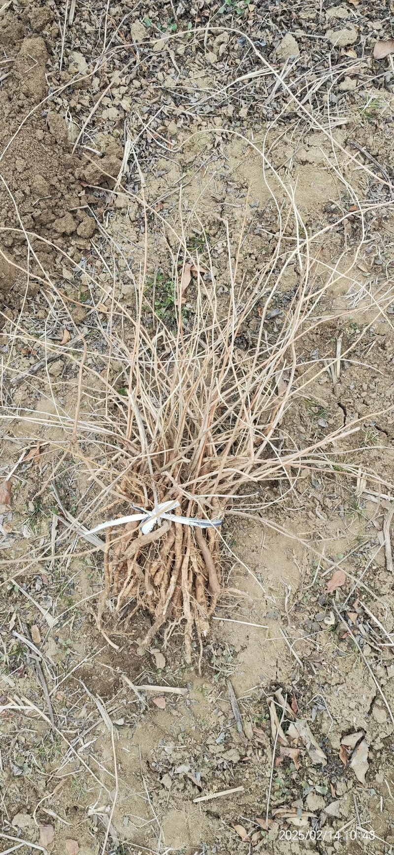 凌霄小苗