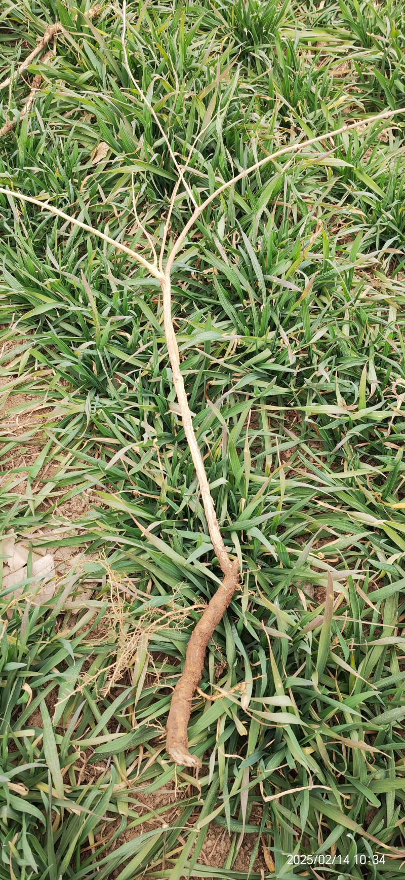 凌霄小苗