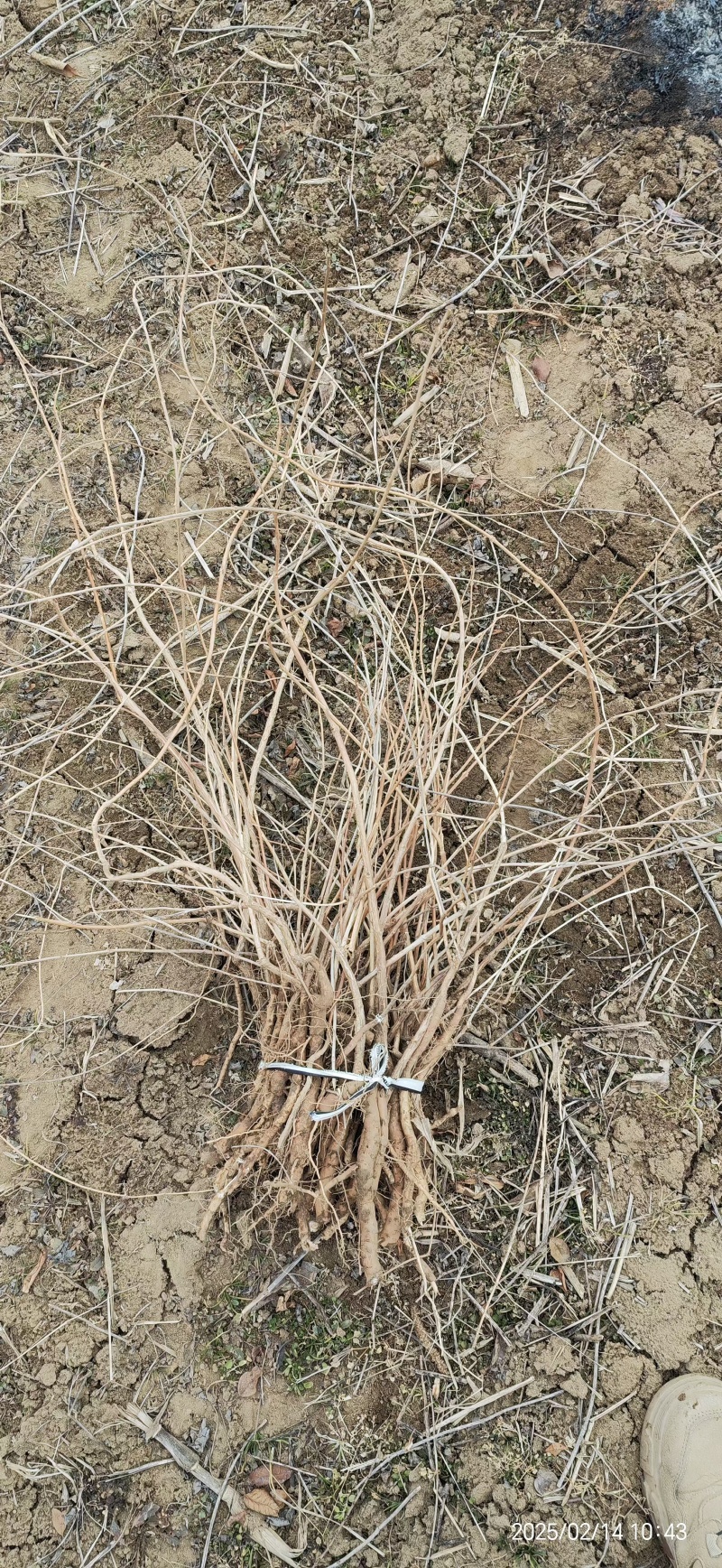 凌霄小苗