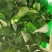 大量精品太湖菜