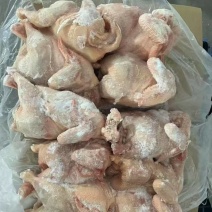 二级肉食鸡