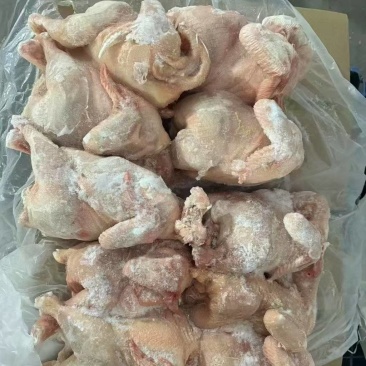 二级肉食鸡