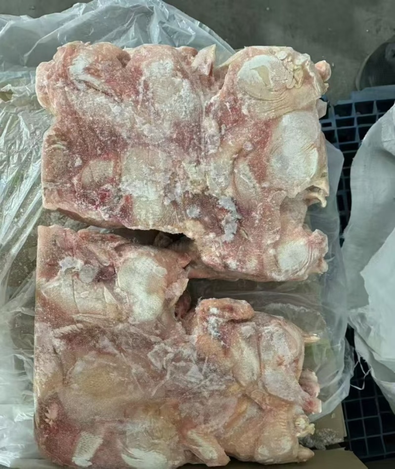 二级肉食鸡