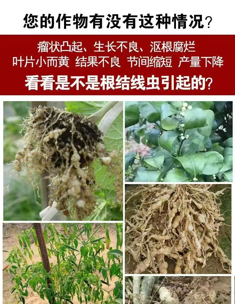 格纳姆线虫净防虫杀线虫卵兼杀消除重插复合菌株独特专用修复