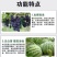 格纳姆线虫净防虫杀线虫卵兼杀消除重插复合菌株独特专用修复