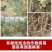 格纳姆线虫净防虫杀线虫卵兼杀消除重插复合菌株独特专用修复