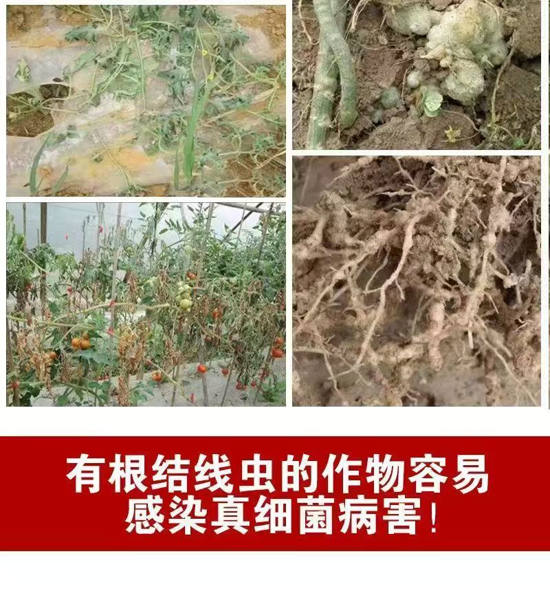 格纳姆线虫净防虫杀线虫卵兼杀消除重插复合菌株独特专用修复