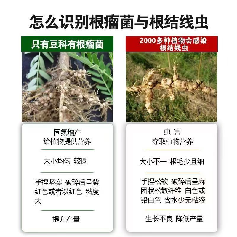 格纳姆线虫净防虫杀线虫卵兼杀消除重插复合菌株独特专用修复