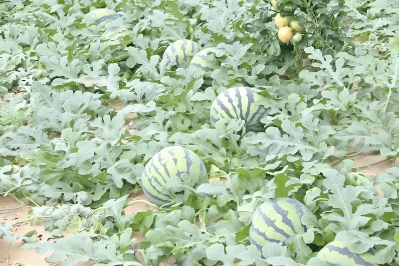 嫁接10K甜王西瓜苗，大红瓤