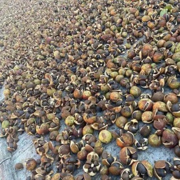 山茶油