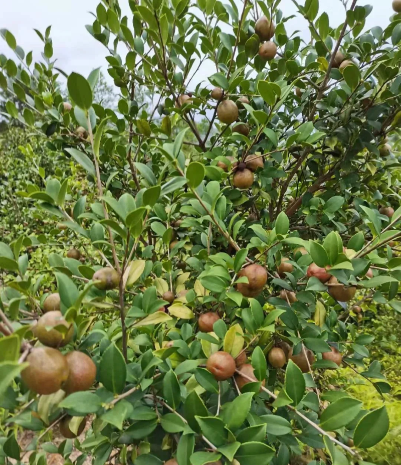 山茶油