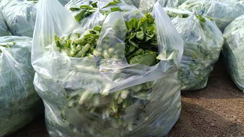 白菜台，湖北孝感地区供应，货源充足，供货稳定，可视频看货
