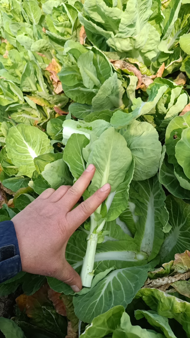 白菜台，湖北孝感地区供应，货源充足，供货稳定，可视频看货
