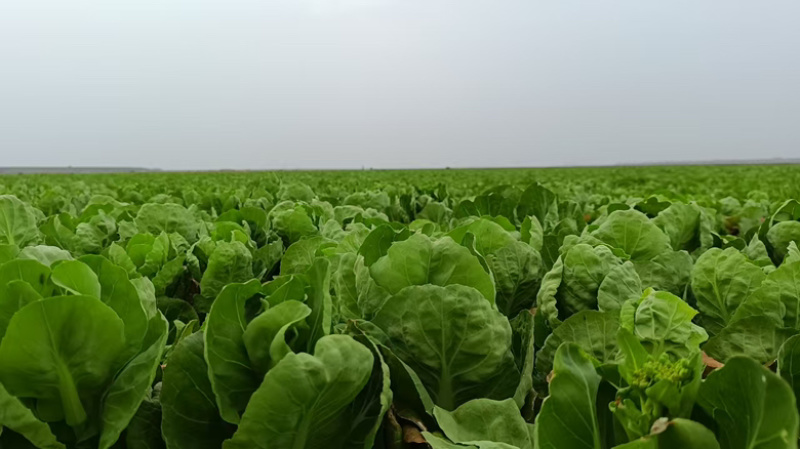 白菜台，湖北孝感地区供应，货源充足，供货稳定，可视频看货