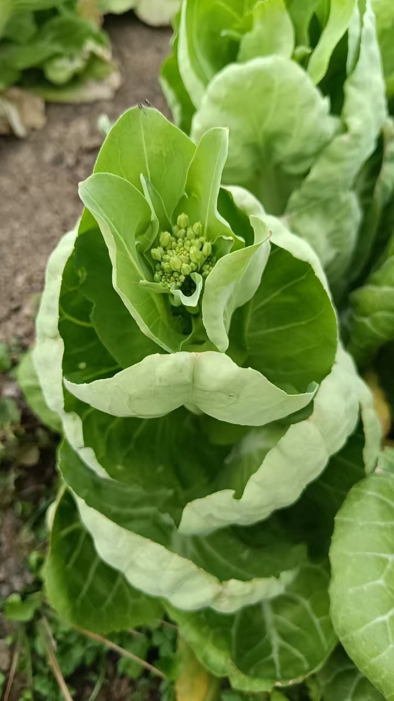 白菜台，湖北孝感地区供应，货源充足，供货稳定，可视频看货