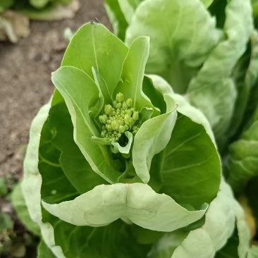 白菜台，湖北孝感地区供应，货源充足，供货稳定，可视频看货