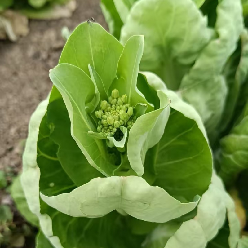 白菜台，湖北孝感地区供应，货源充足，供货稳定，可视频看货