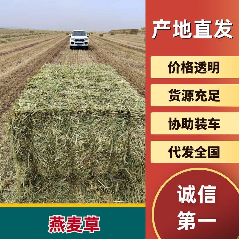 燕麦草产地直发大量供应诚信经营可视频看货