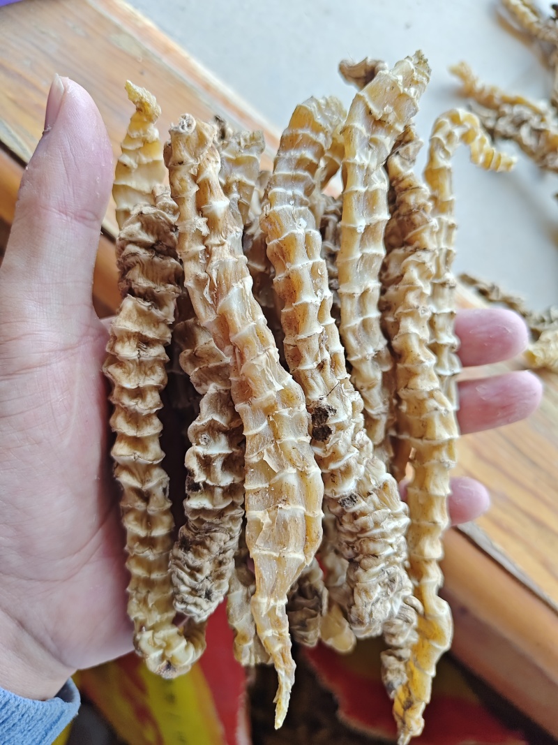 精品地参，选货，都是大白条，条索粗壮