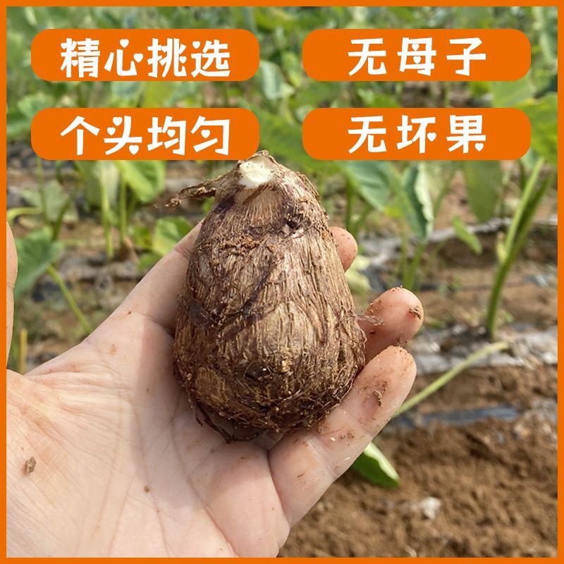 毛芋头8520牛奶芋头软糯香甜《电商市场加工厂》烂坏包赔