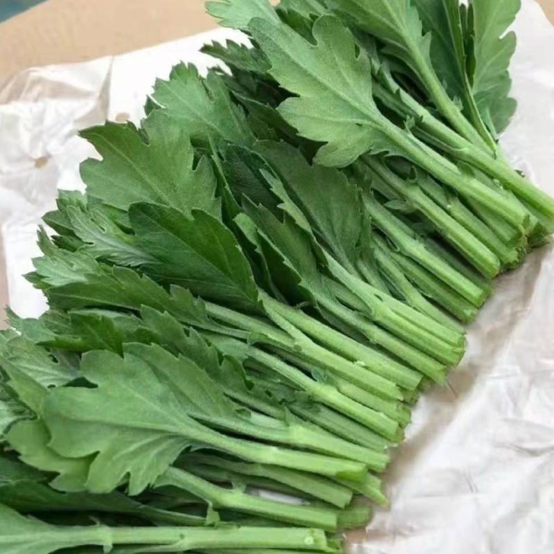 黄白菊种苗鲜切花苗金善苗白善苗幽香苗