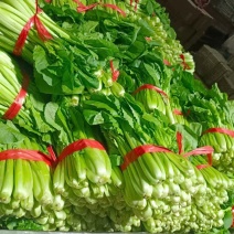 源头直采小白菜，量大价优，稳供无忧批发小白菜，产地直供
