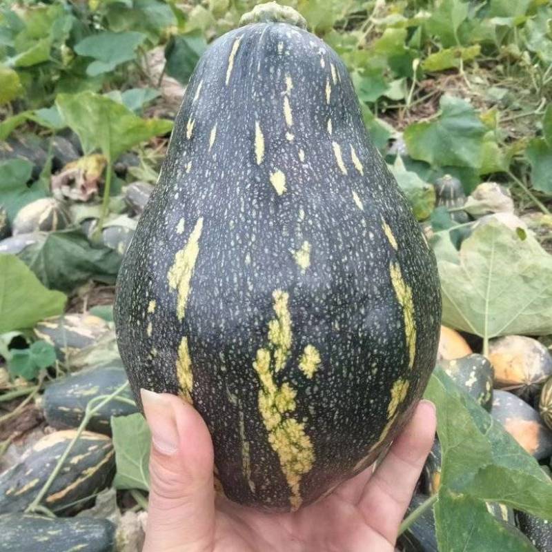 香芋南瓜广东产地直发对接电商市场商超保质保量