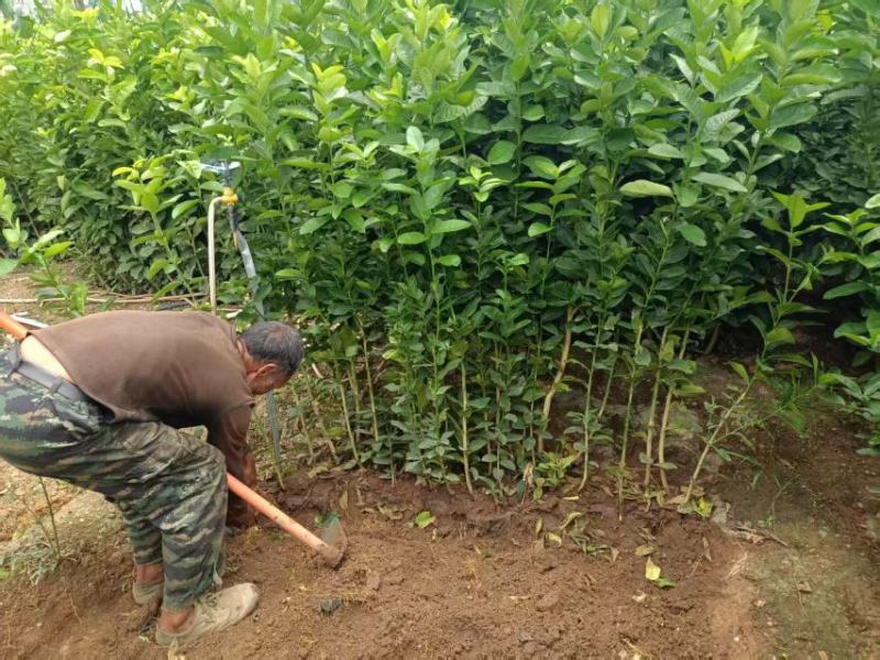 香橼苗香园苗佛手苗云南基地直发水果苗1年苗2年苗