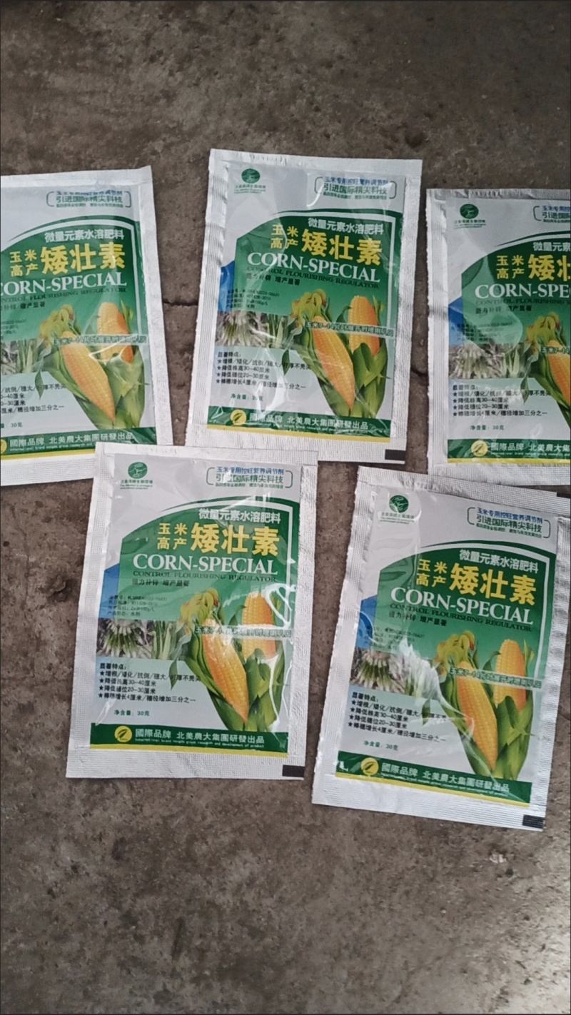 玉米矮壮素7-14片叶展开时喷喇叭口矮化植株