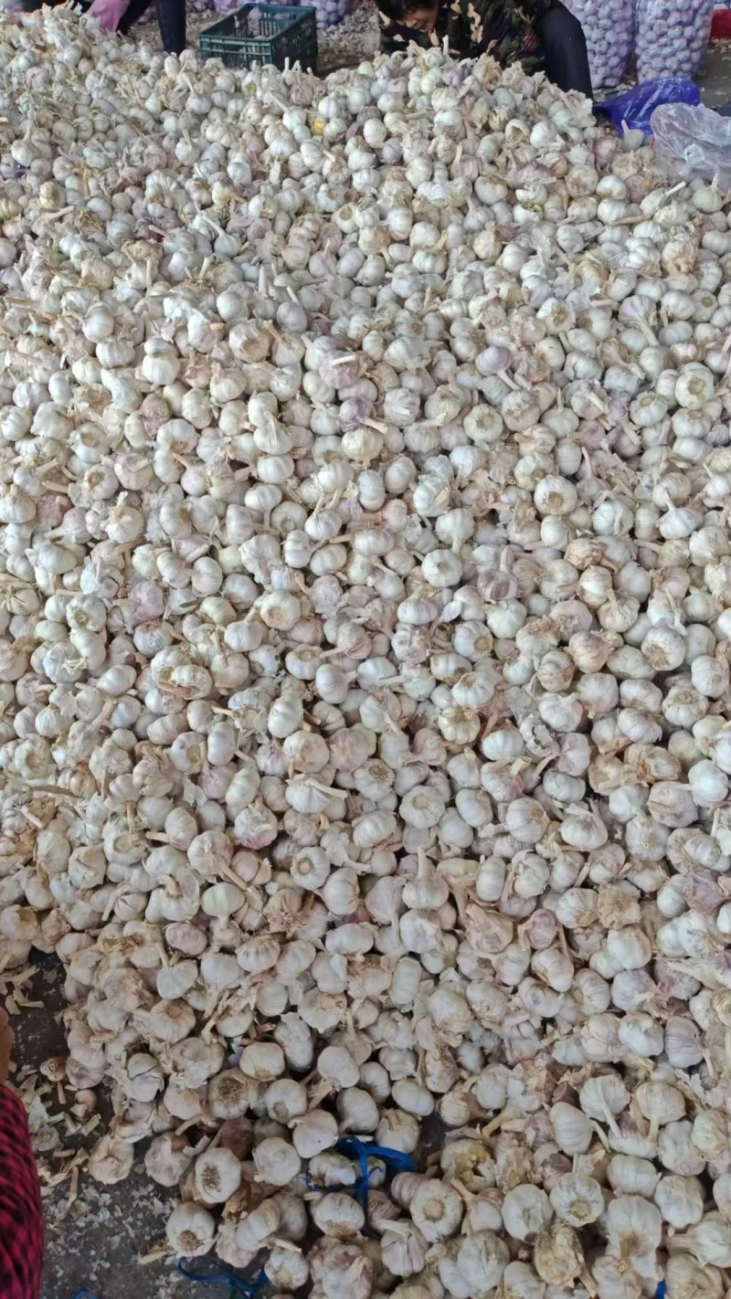 山东聊城产地直发大蒜，代收，代发代售量大质量好需要的老板