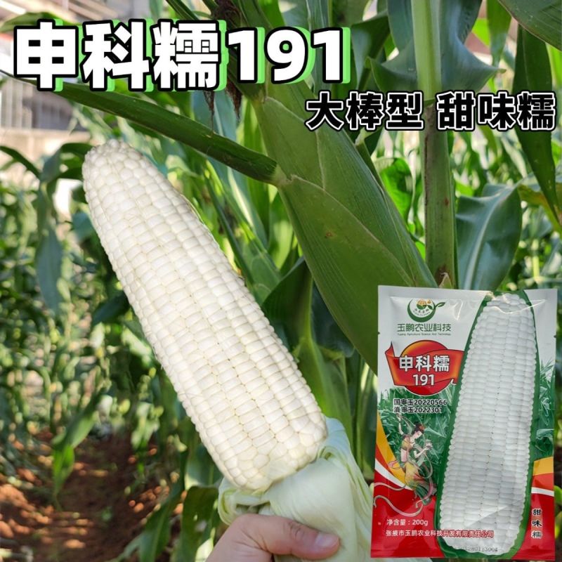 申科糯191甜味糯玉米种子大棒春秋播超甜鲜食玉米非转基