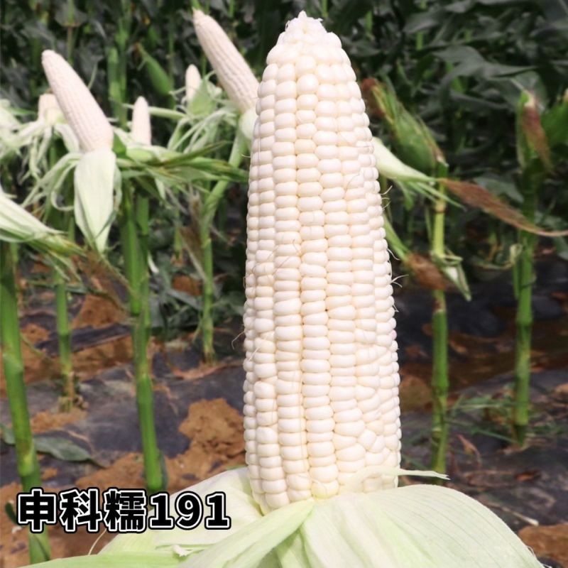 申科糯191甜味糯玉米种子大棒春秋播超甜鲜食玉米非转基