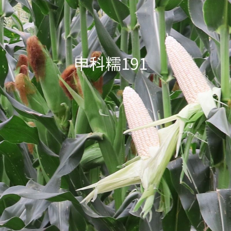 申科糯191甜味糯玉米种子大棒春秋播超甜鲜食玉米非转基