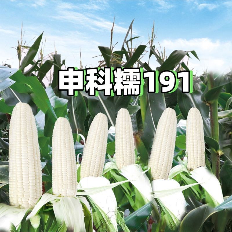 申科糯191甜味糯玉米种子大棒春秋播超甜鲜食玉米非转基