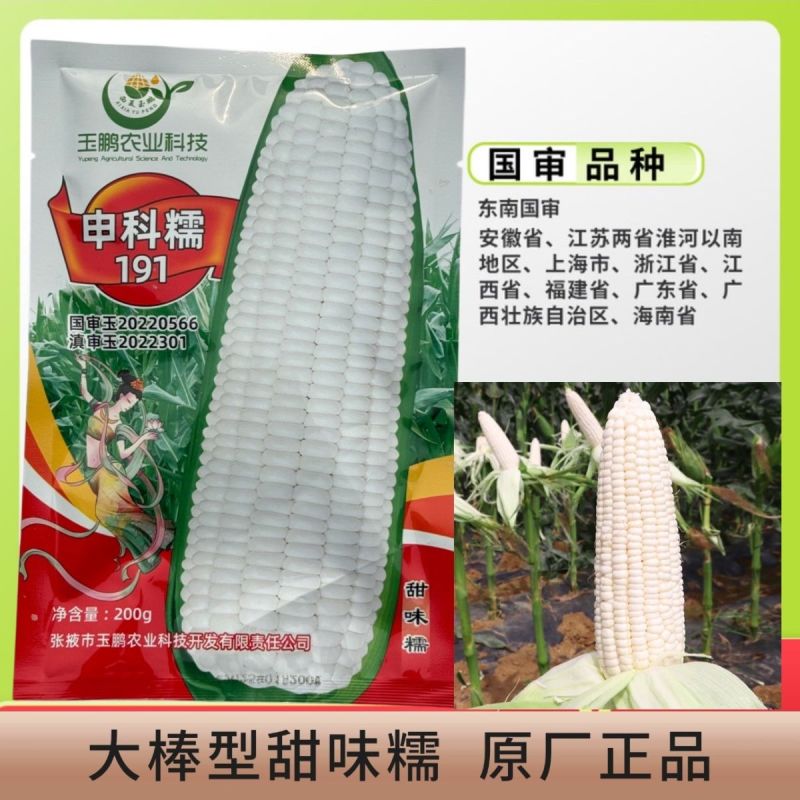 申科糯191甜味糯玉米种子大棒春秋播超甜鲜食玉米非转基