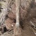 厚朴苗中药材树苗，基地直发，规格齐全