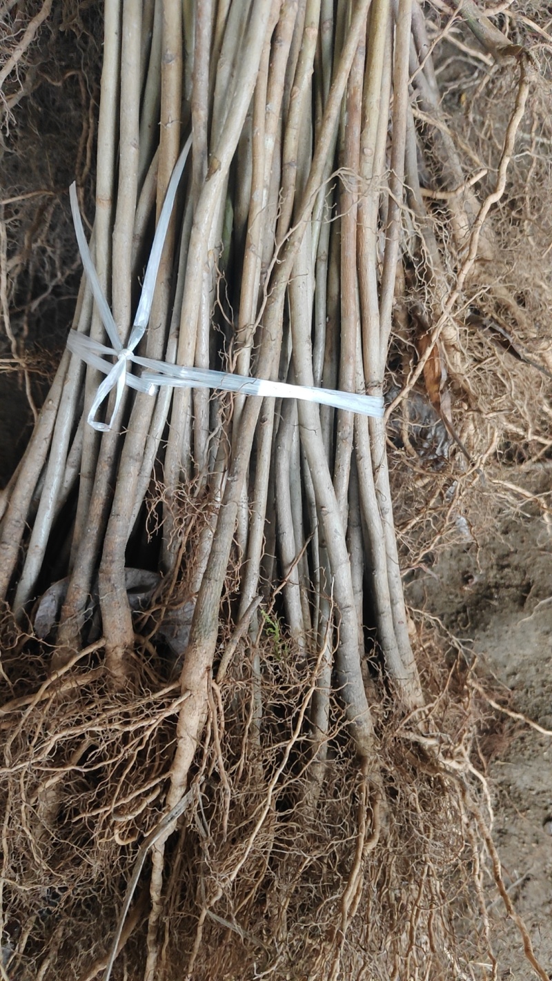 厚朴苗中药材树苗，基地直发，规格齐全
