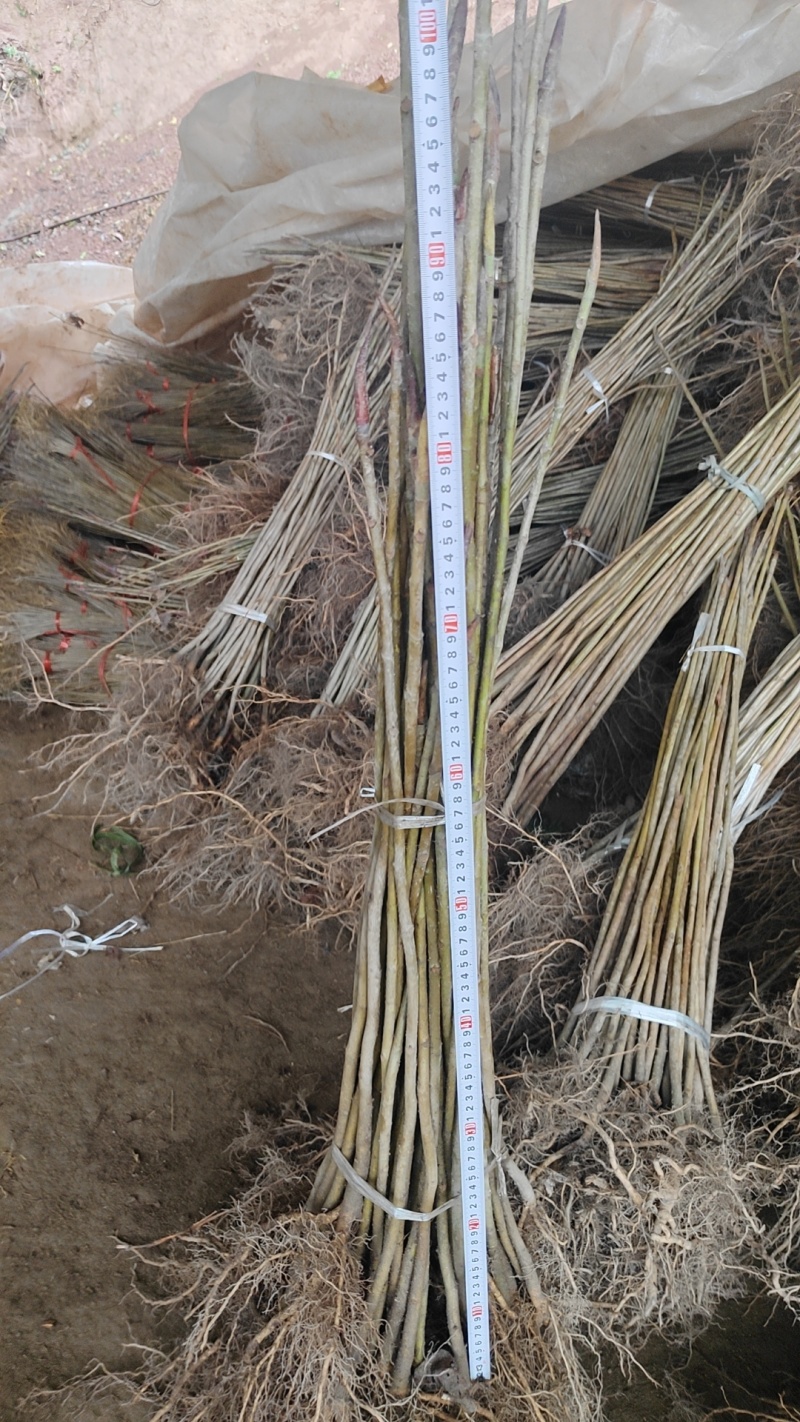 厚朴苗中药材树苗，基地直发，规格齐全