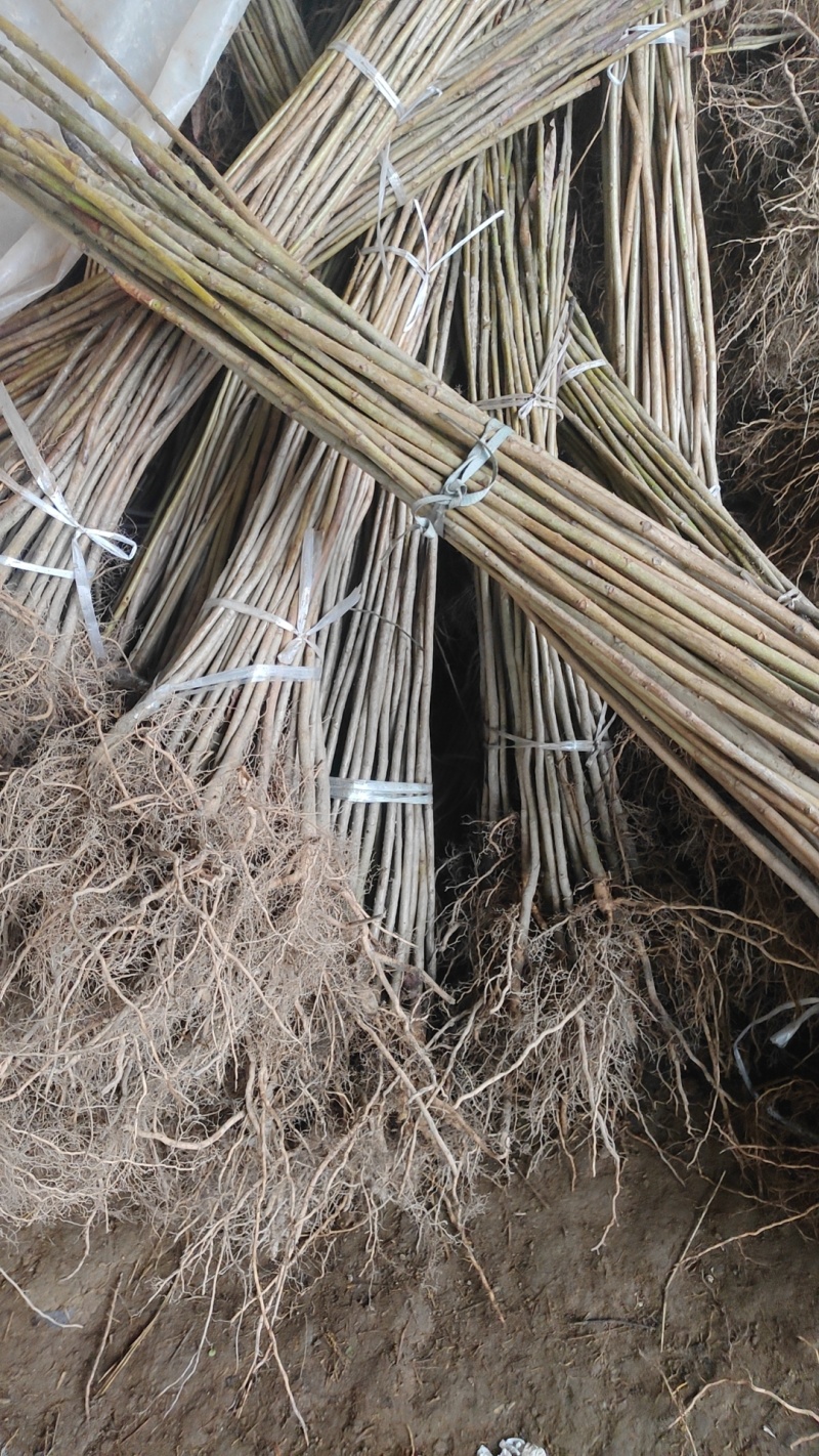 厚朴苗中药材树苗，基地直发，规格齐全