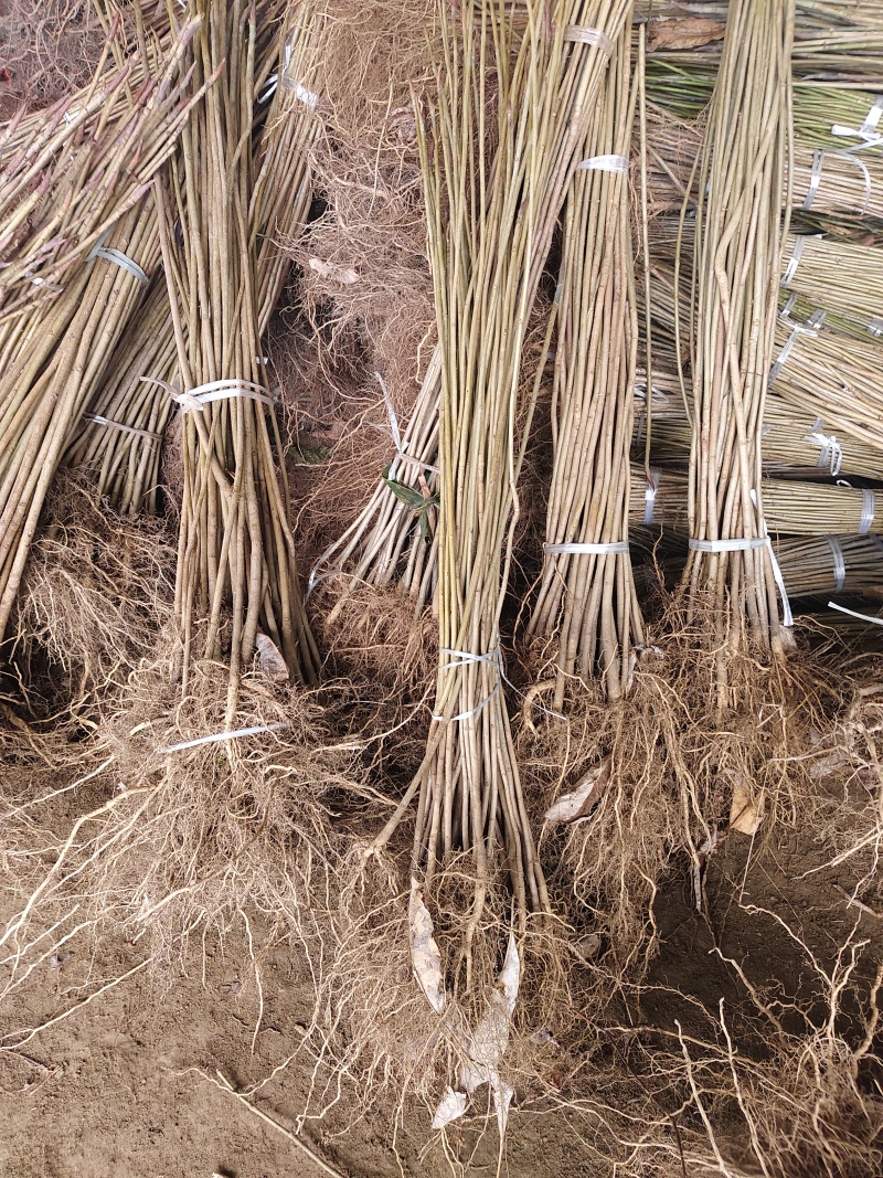 厚朴苗中药材树苗，基地直发，规格齐全