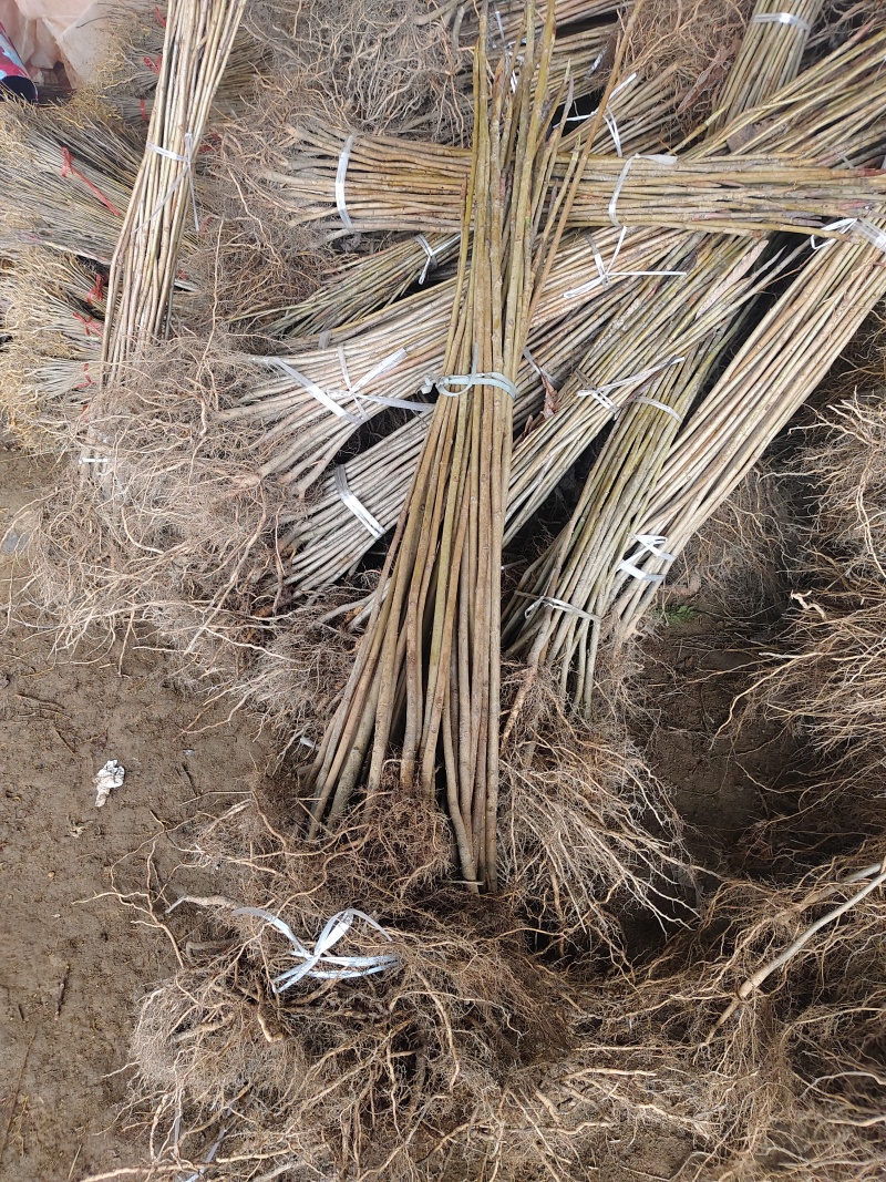 厚朴苗中药材树苗，基地直发，规格齐全