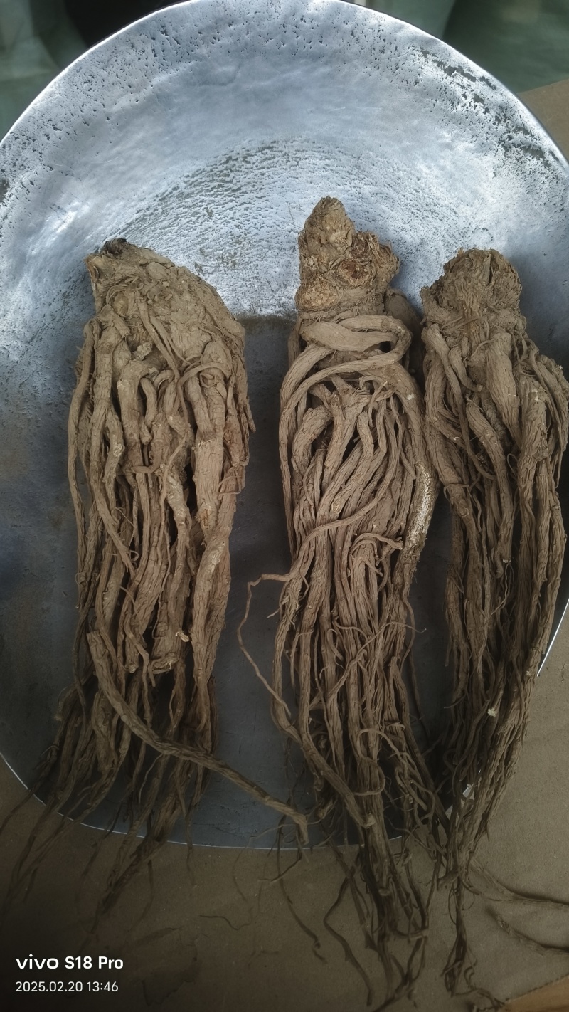 《当归个》甘肃岷县当归个水洗无硫当归个一分价钱一分货