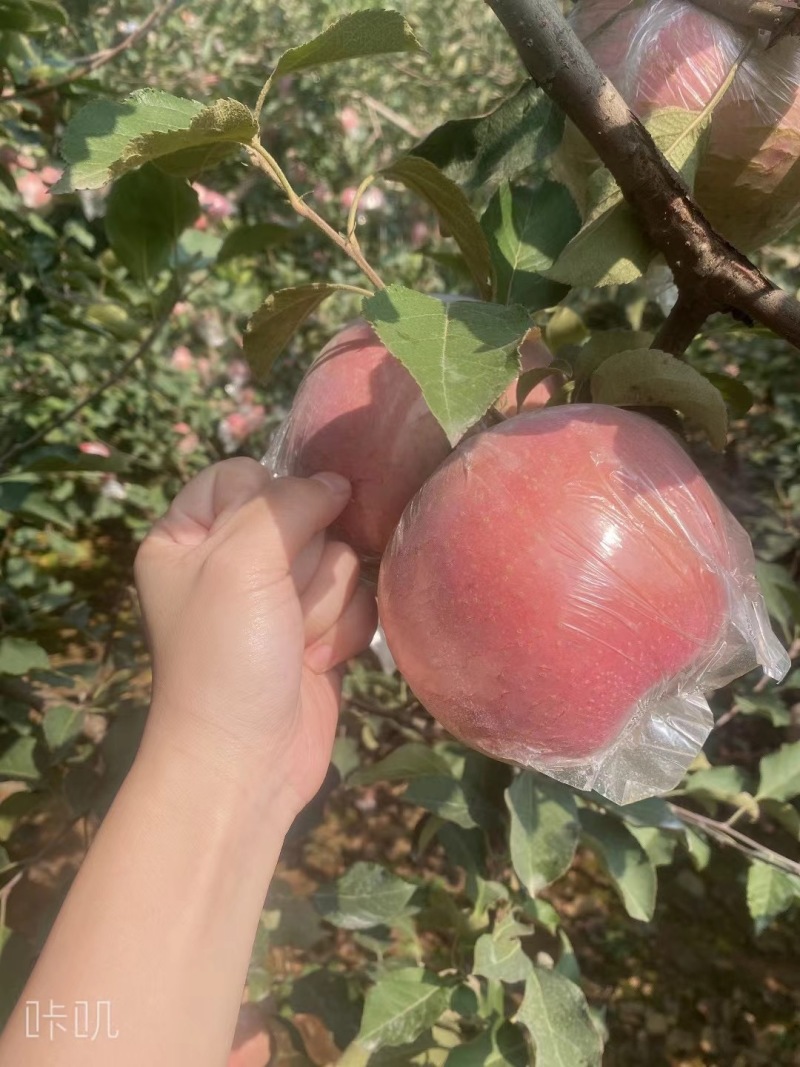 卖明月苹果树富士树，桃树杏树石榴树，樱桃树，油桃树各种树