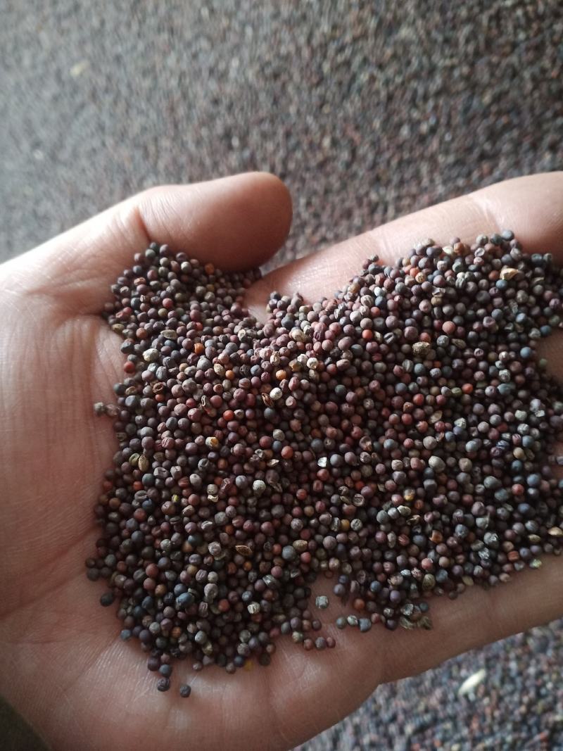 油菜籽6万斤左右